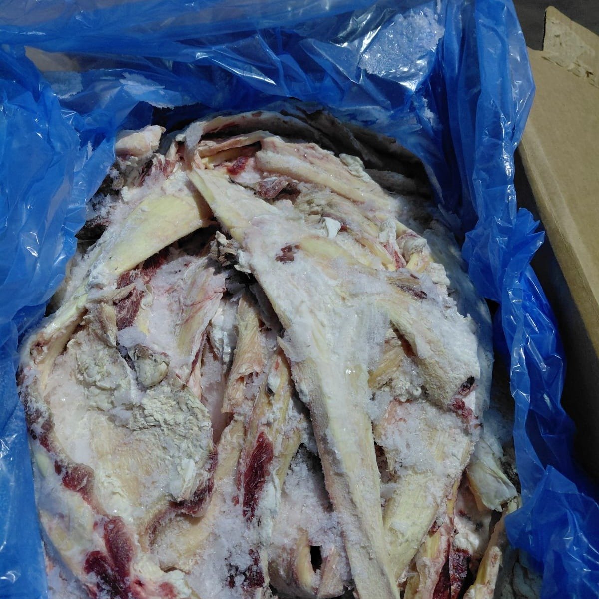 Urat Ligamentum Swift US